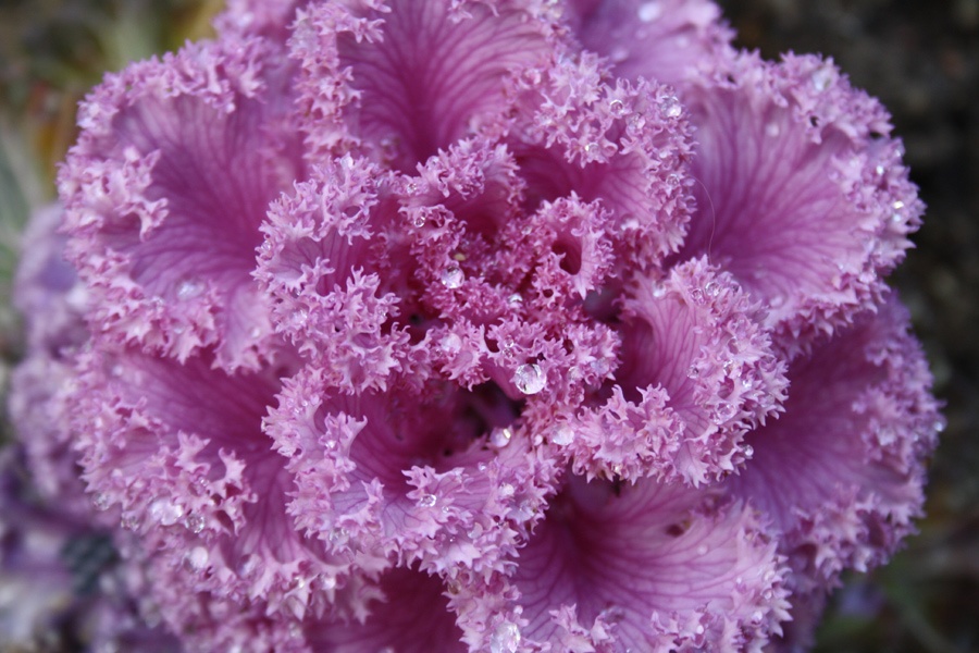cavolo viola