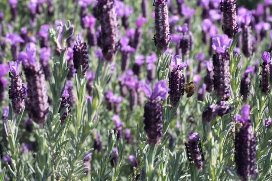 lavanda selvatica elba