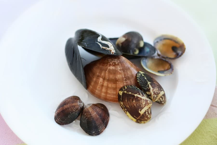 molluschi per lasagne
