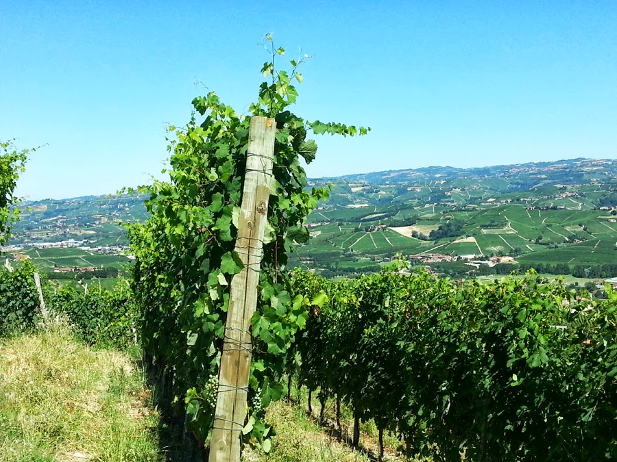 vigneto langhe