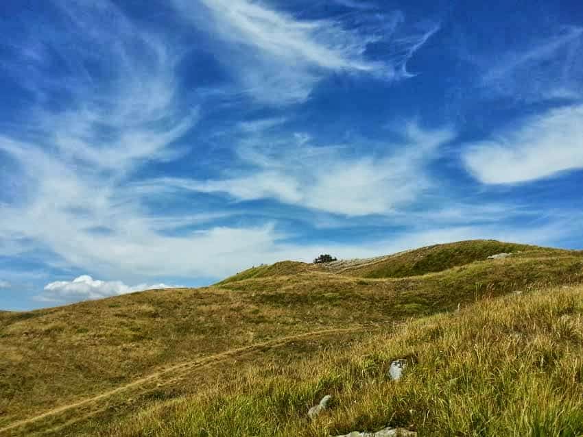 fare mirtilli toscana