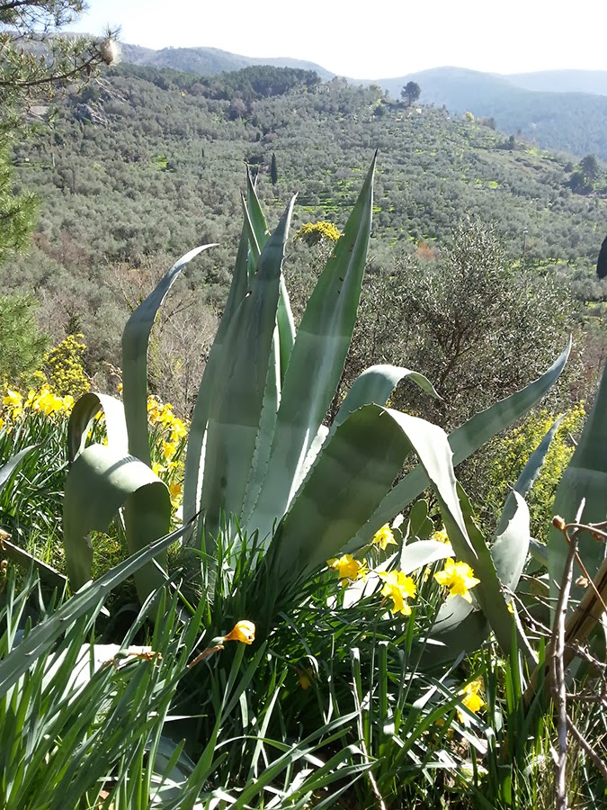 primavera toscana 2014