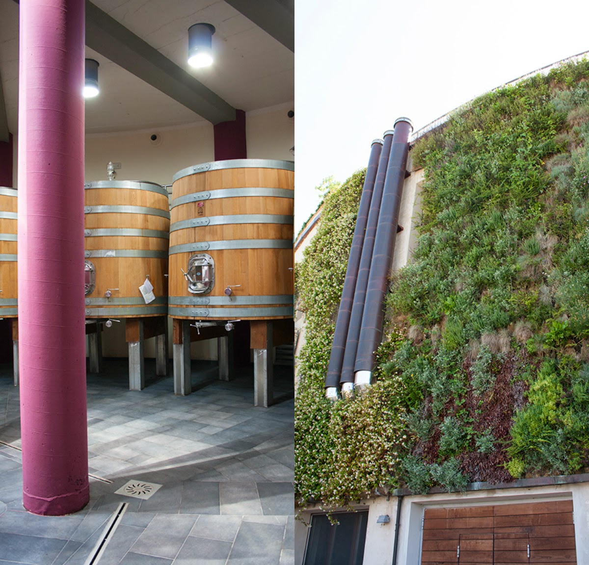 cantina salcheto giardino verticale