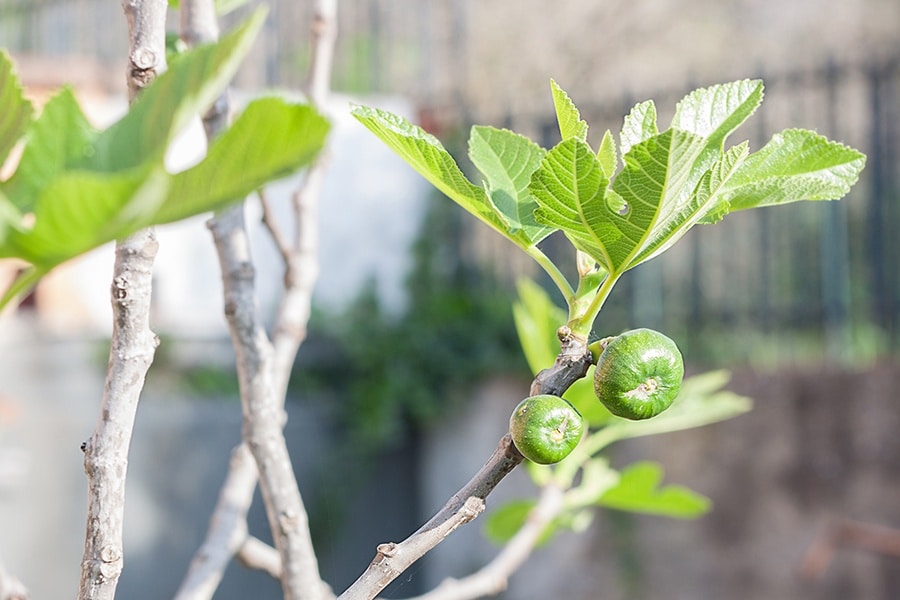 novità di primavera novità di primavera