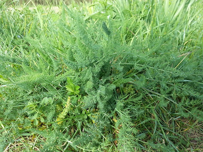 Wilder Fenchel für die Gnudi