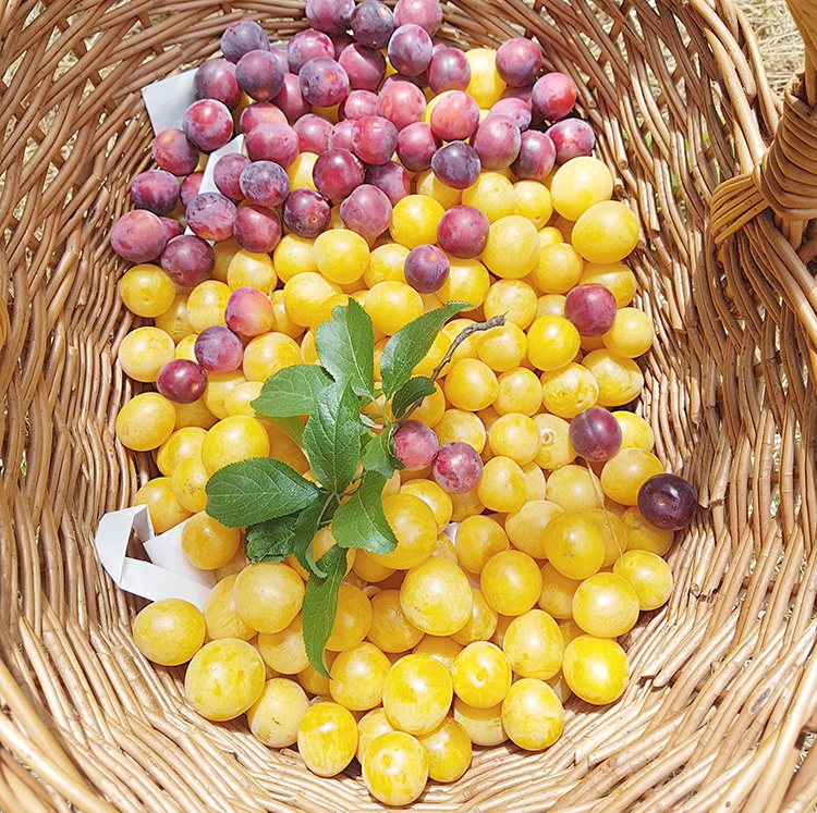 susine gialle estate