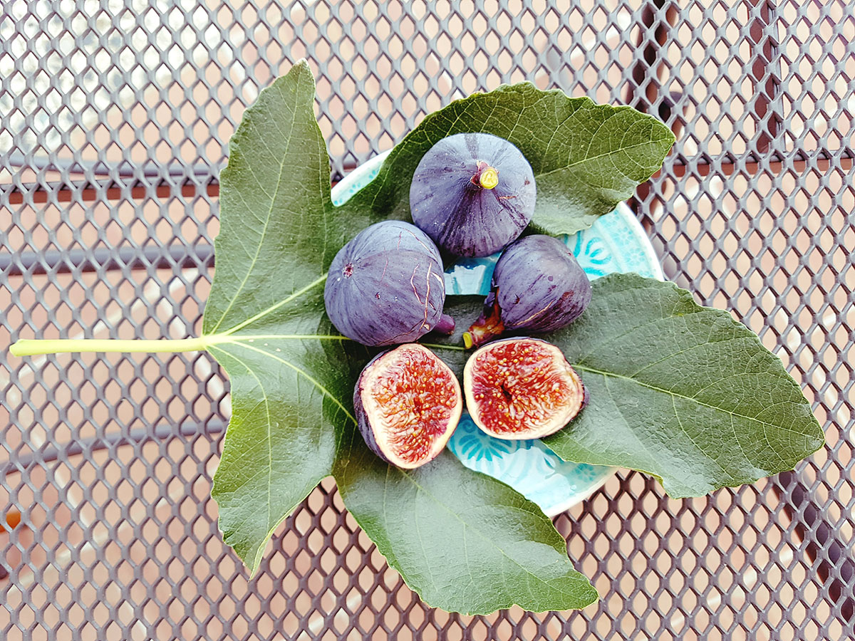 perché the black fig