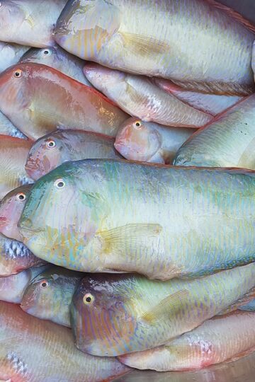 pesci pettini per pettini fritti