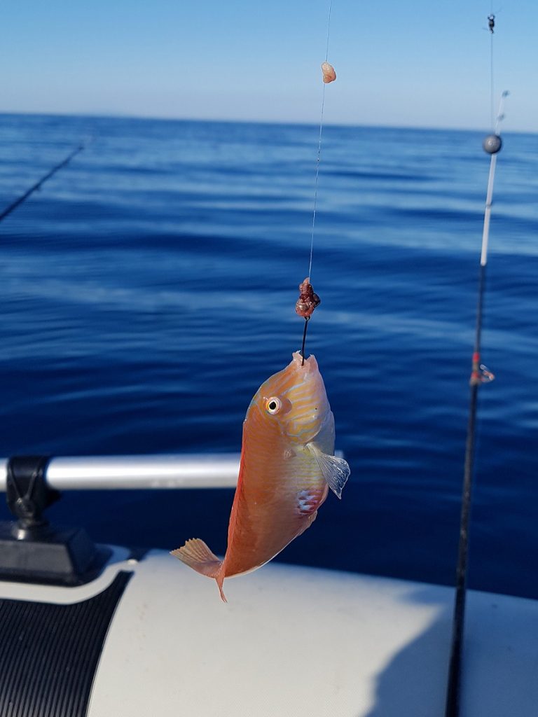 pesce pettine